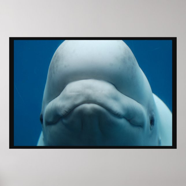 Grinning White Whale Poster (Framsidan)