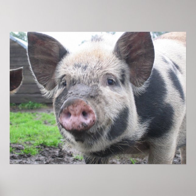 Gris Ansikte Poster (Framsidan)