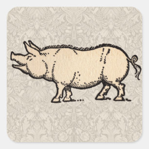 Gris Antique Piggy Cute Vintage Illustration Fyrkantigt Klistermärke