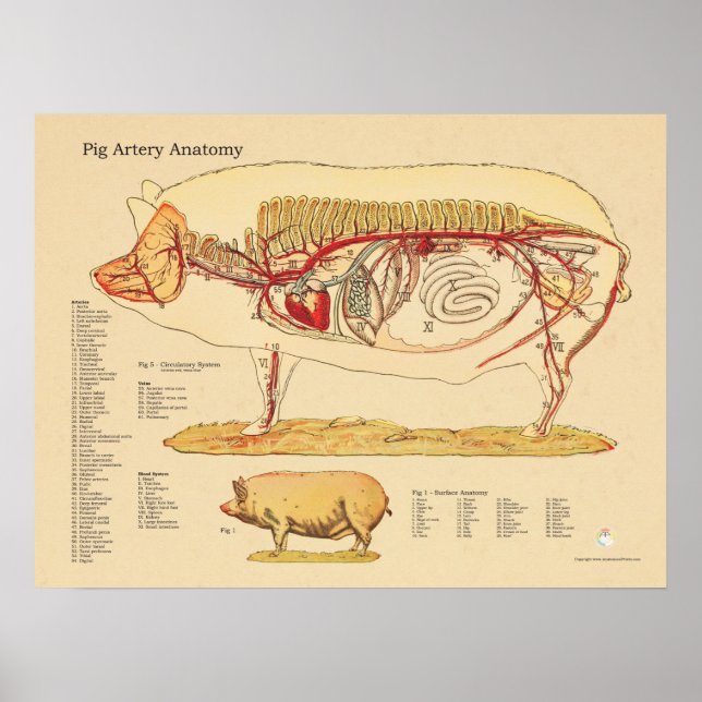 Gris Artery Veterinary Anatomy Diagram Poster (Framsidan)
