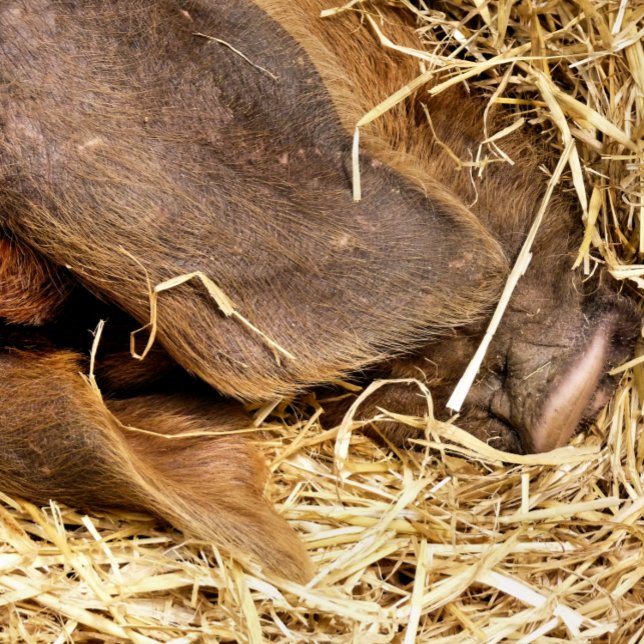 GRIS BADRUMSMATTA (This very cute pig is sound asleep in their straw bed.)