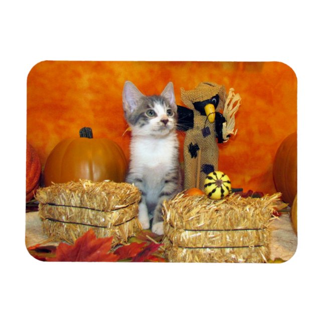 Gris Chop's Adsible Fall / Autumn Cat / Kitten Magnet (Horisontell)