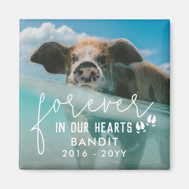 Gris föda i vårt Hearts Gris-foto Magnet (Framsidan)