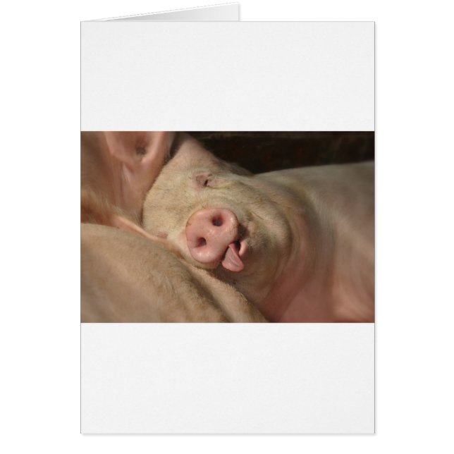 gris hälsningskort (Framsidan)