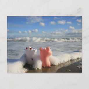 gris & ko vid stranden vykort