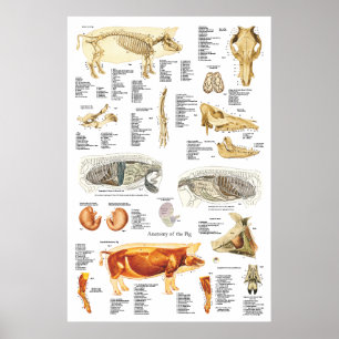 Gris Skelettmuskelanatomi Veterinärdiagram Poster