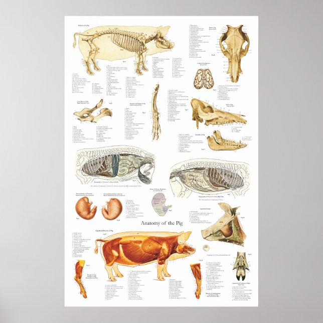 Gris Skelettmuskelanatomi Veterinärdiagram Poster (Framsidan)