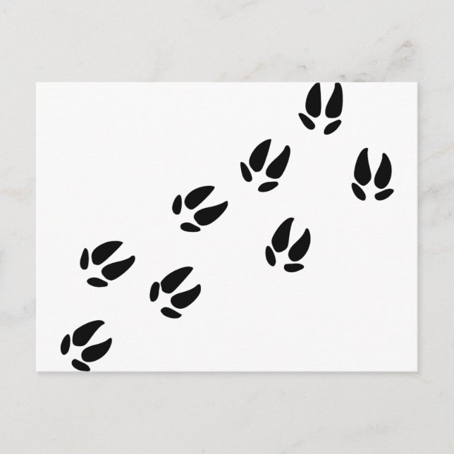 Gris - Spår Vykort (Framsida)