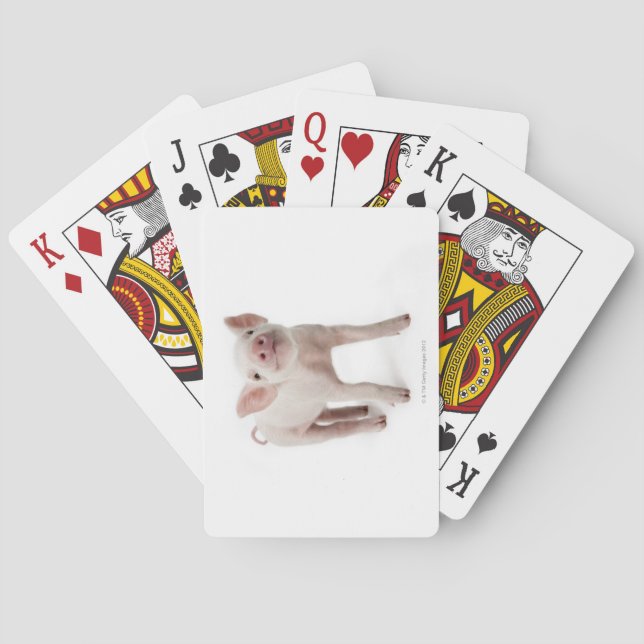 Gris Tittar upp Casinokort (Baksidan)