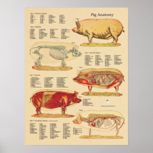 Gris Veterinary Anatomy Diagram Poster