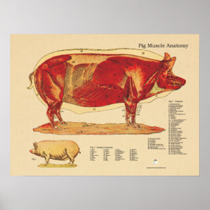 Gris Veterinary Muscle Anatomy Diagram Poster