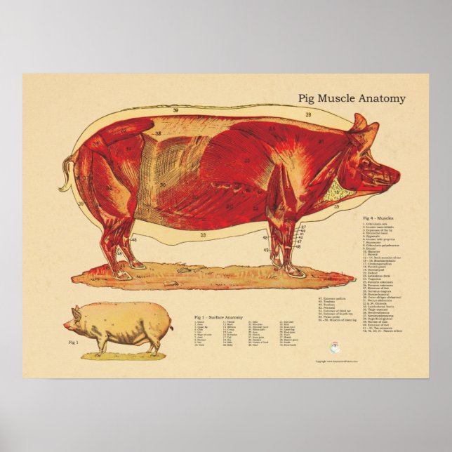 Gris Veterinary Muscle Anatomy Diagram Poster (Framsidan)