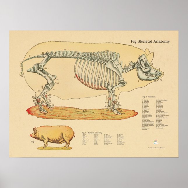 Gris Veterinary Skeletal Anatomy Diagram Poster (Framsidan)