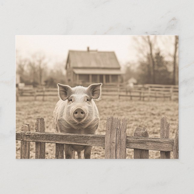 Gris vid Farm Vintage Stil Vykort (Framsida)