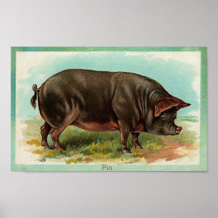 Grisaffisch - vintagekonst poster