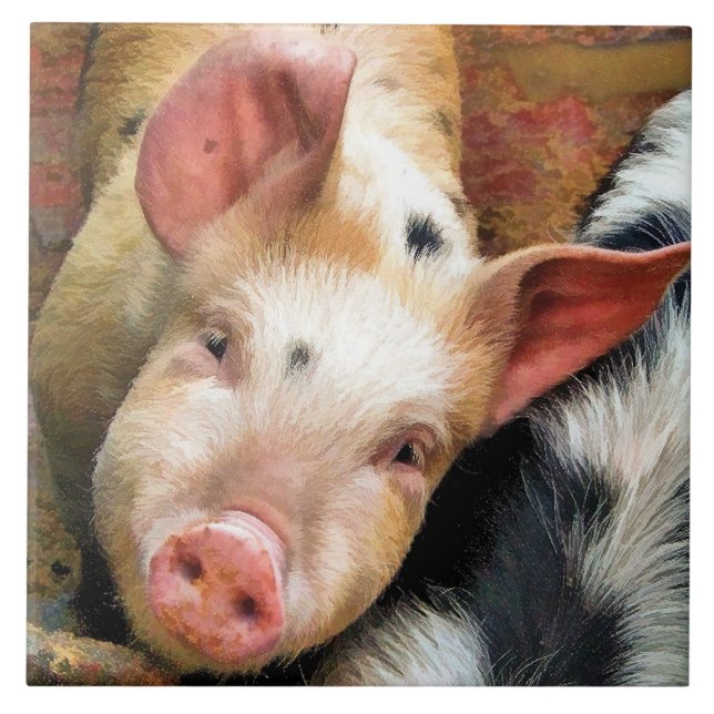 GRISAR KAKELPLATTA (Framsidan)