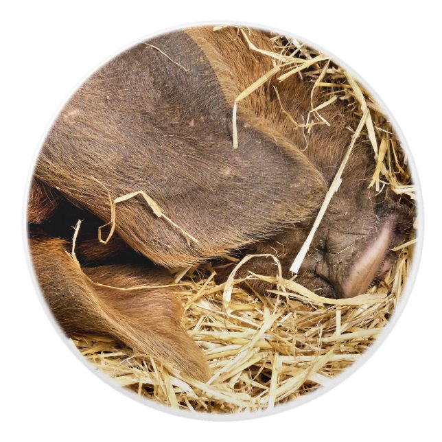 GRISAR KNOPP (Framsidan)