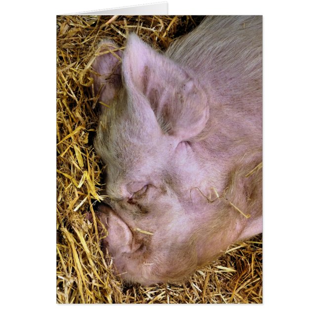 GRISAR-KORT HÄLSNINGSKORT (Framsidan)