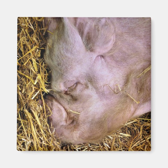 GRISAR MAGNET (Framsidan)