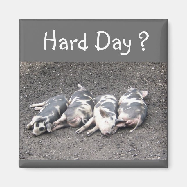 Grisar Magnet (Framsidan)