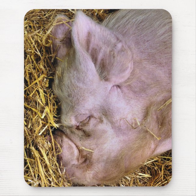 GRISAR MUSMATTA (Framsidan)