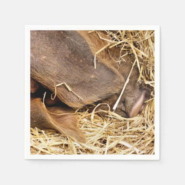 GRISAR PAPPERSSERVETT (Framsidan)