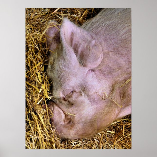 GRISAR POSTER (Framsidan)