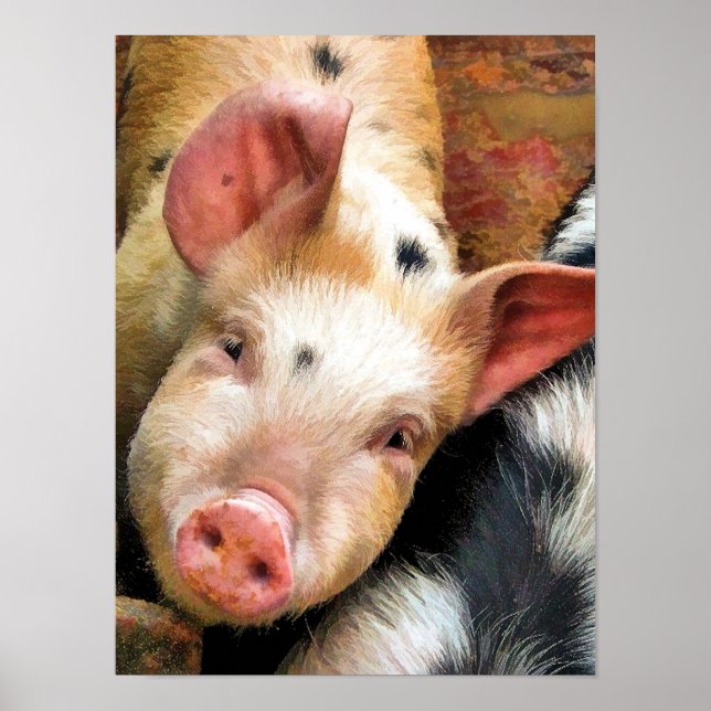 GRISAR POSTER (Framsidan)