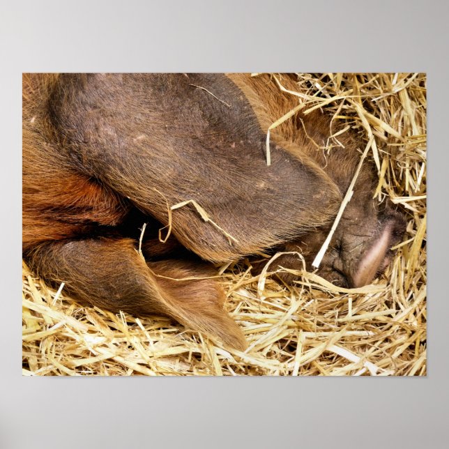 GRISAR POSTER (Framsidan)