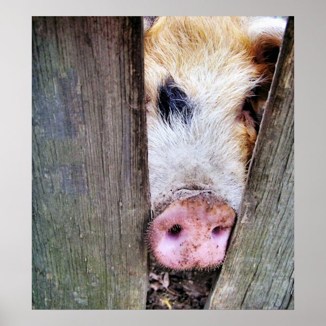 GRISAR POSTER (Framsidan)