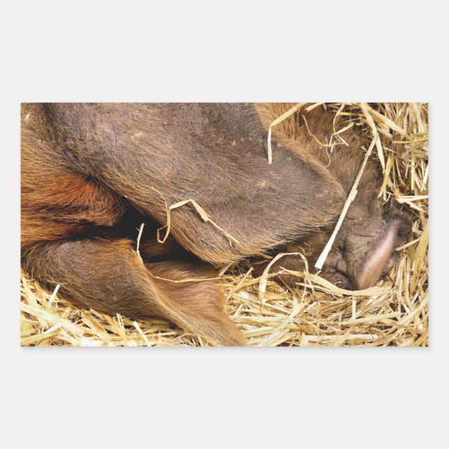 GRISAR REKTANGULÄRT KLISTERMÄRKE (Framsida)