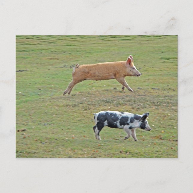 Grisar Vykort (Framsida)