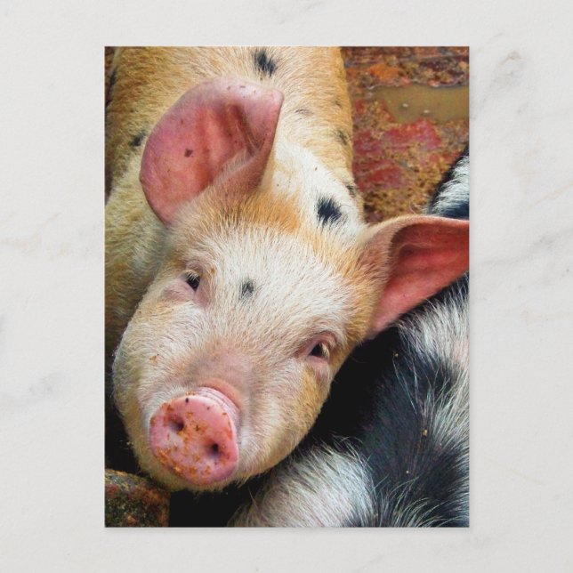 GRISAR VYKORT (Framsida)