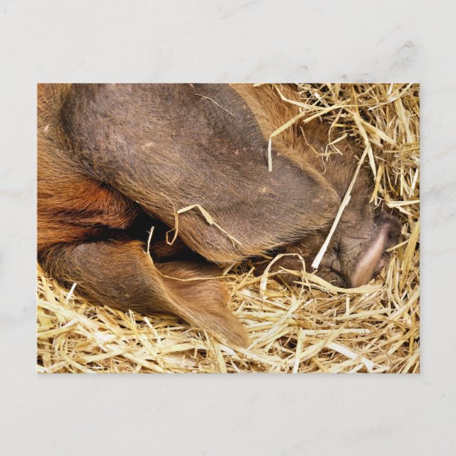 GRISAR VYKORT (Framsida)