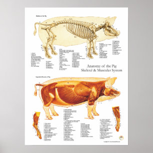 Grismuskeln & den Skeletal anatomiaffischen Poster