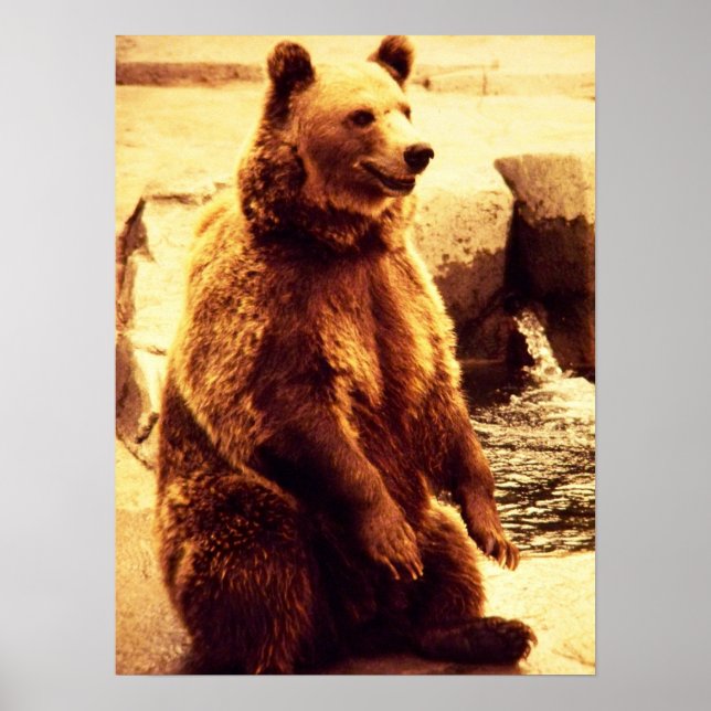 grizzanemönster poster (Framsidan)