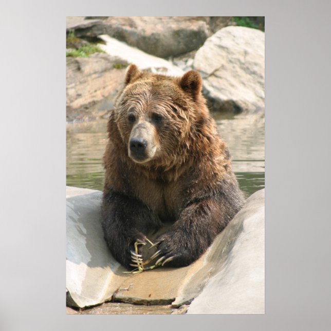 grizzbjörn stor poster 2 (Framsidan)