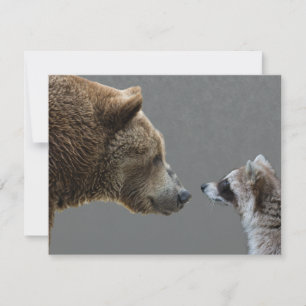 Grizzle Bear Meets Raccoon