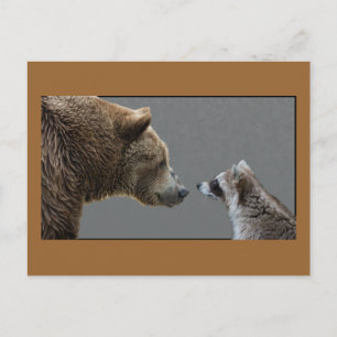 Grizzle Bear Meets Raccoon Vykort