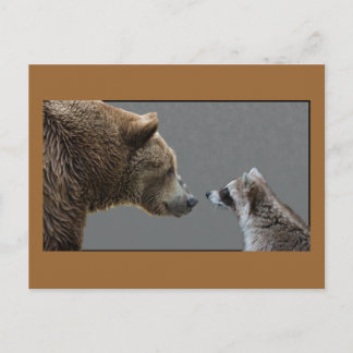 Grizzle Bear Meets Raccoon Vykort