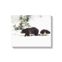 Grizzlies i den Snö-stretched Canvas