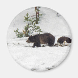 Grizzlies i Snö Magnet