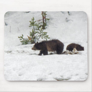 Grizzlies i Snö Musmatta