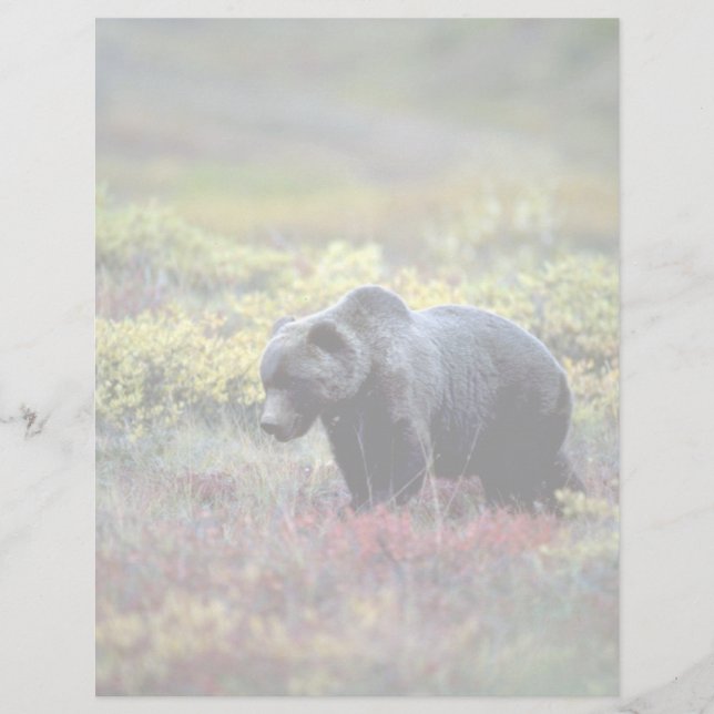 Grizzly Bear (Framsida)
