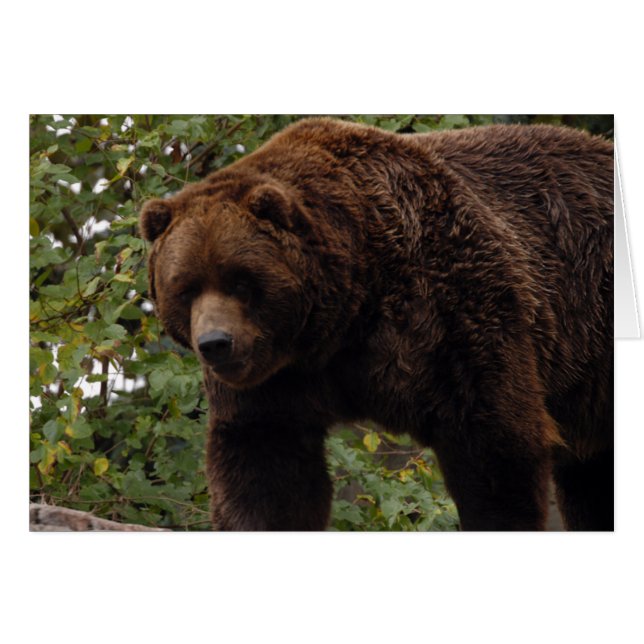 Grizzly Bear-005-kort Hälsningskort (Framsidan Horizontal)