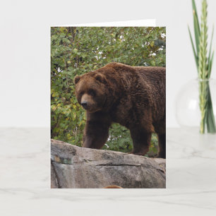 grizzly-bear-013 helgkort