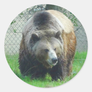 Grizzly Bear #1 Stickers Runt Klistermärke