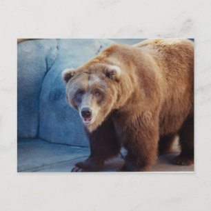 Grizzly Bear 1 Vykort