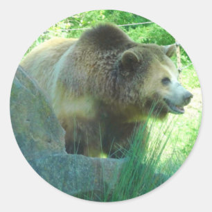 Grizzly Bear #3 Stickers Runt Klistermärke