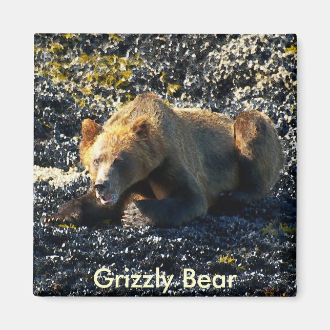 Grizzly Bear Art Magnet (Framsidan)